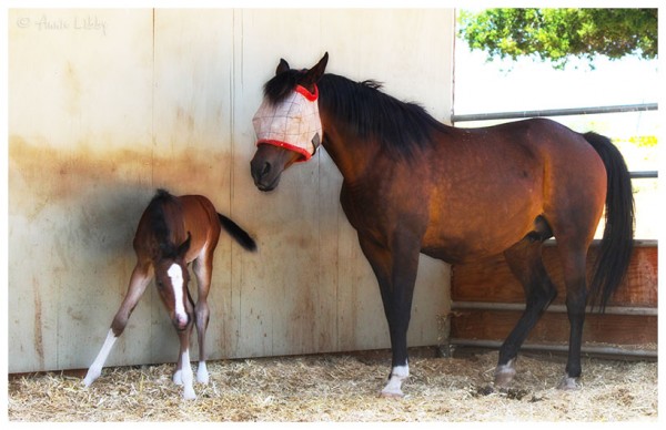 Mare and Newborn Foal at Windfall Ranch